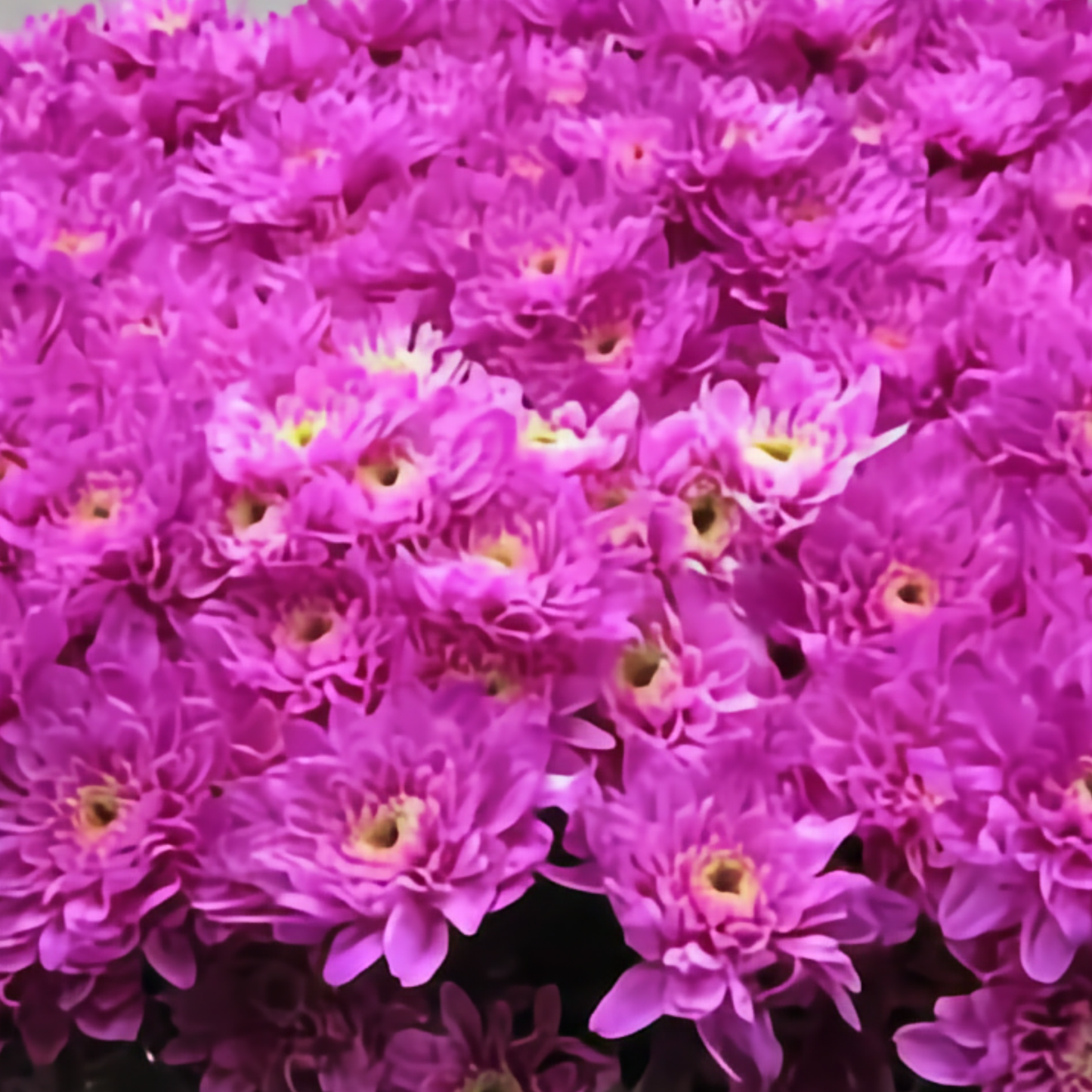 Chrysanthemum Spray Dyed Euro Cerise