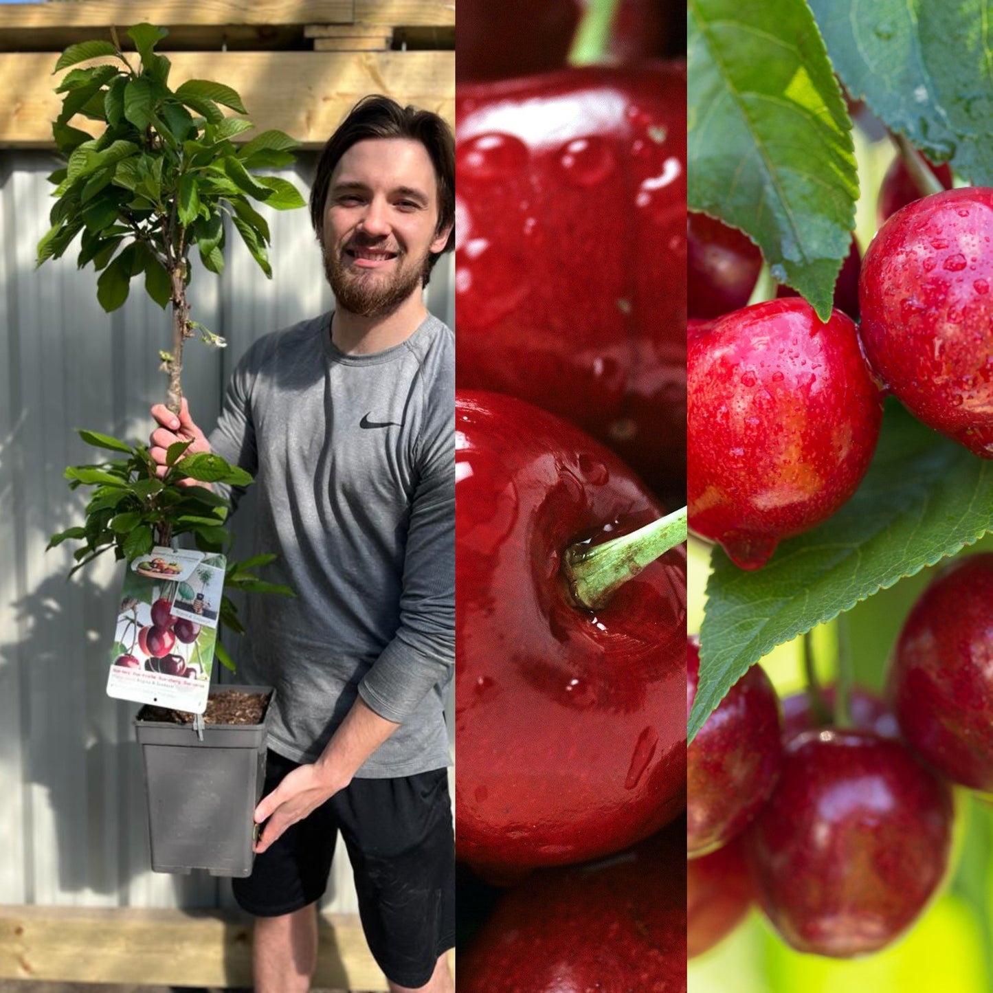 Dwarf/Patio Duo Cherry Tree - Sunburst + Regina (2 in 1)