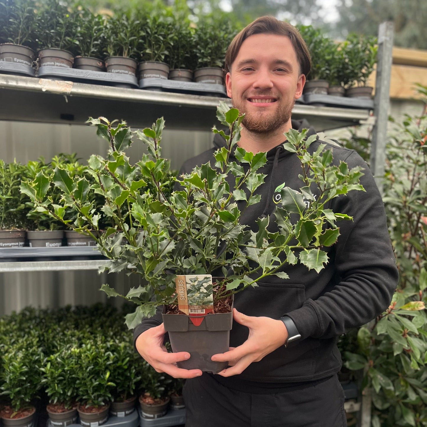 Ilex aquifolium (Holly Bush) 9cm / 2L