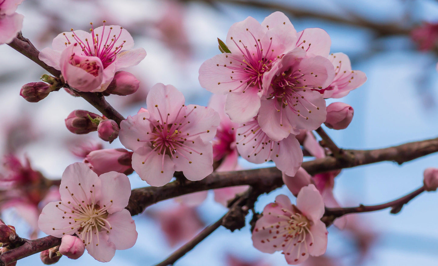 Ornamental Flowering Cherry Blossom Tree Dwarf - Prunus cerasifera €˜Nigra€™ 80-100cm