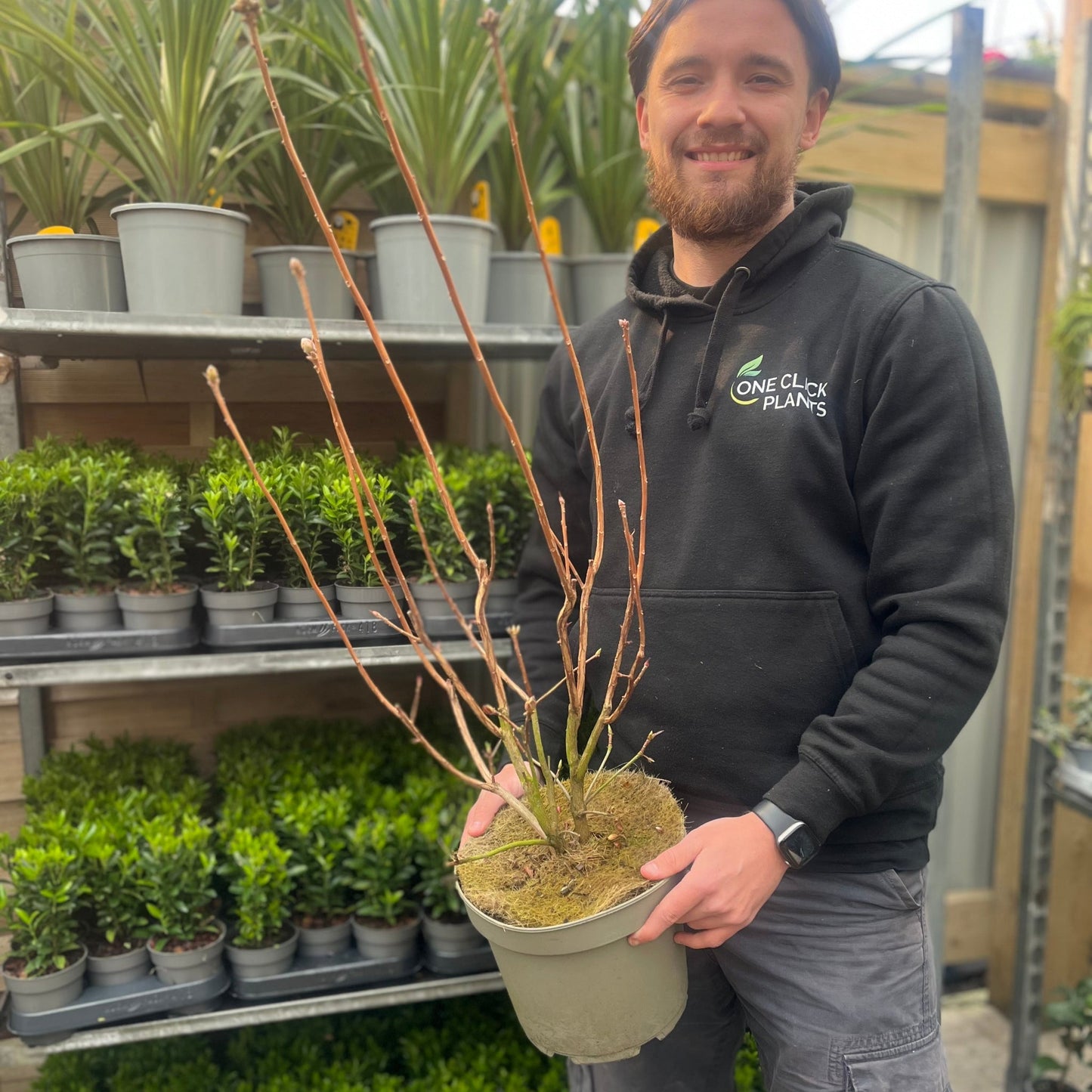Azalea knaphill 'White Throat' 5L (80-90cm inc. pot)