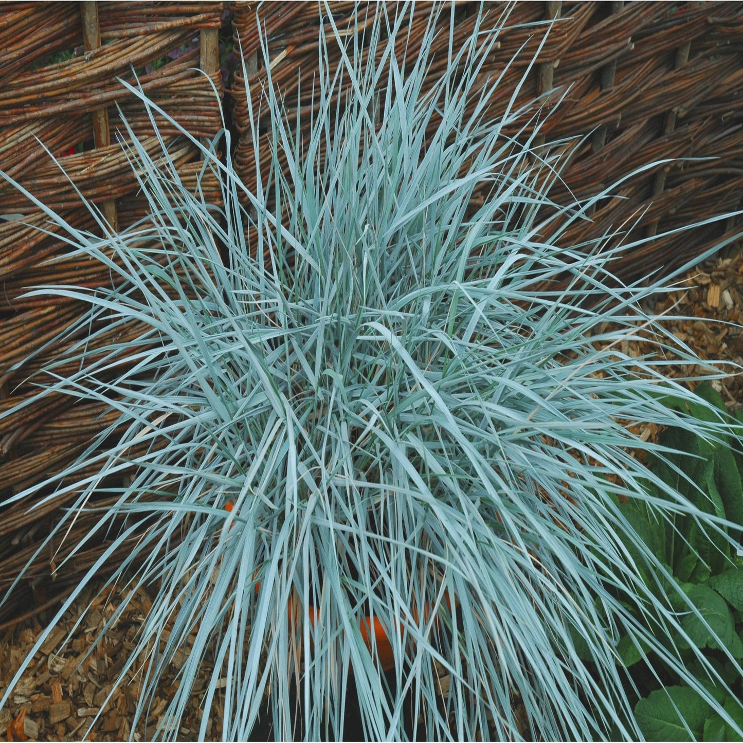 Elymus magellanicus 9cm
