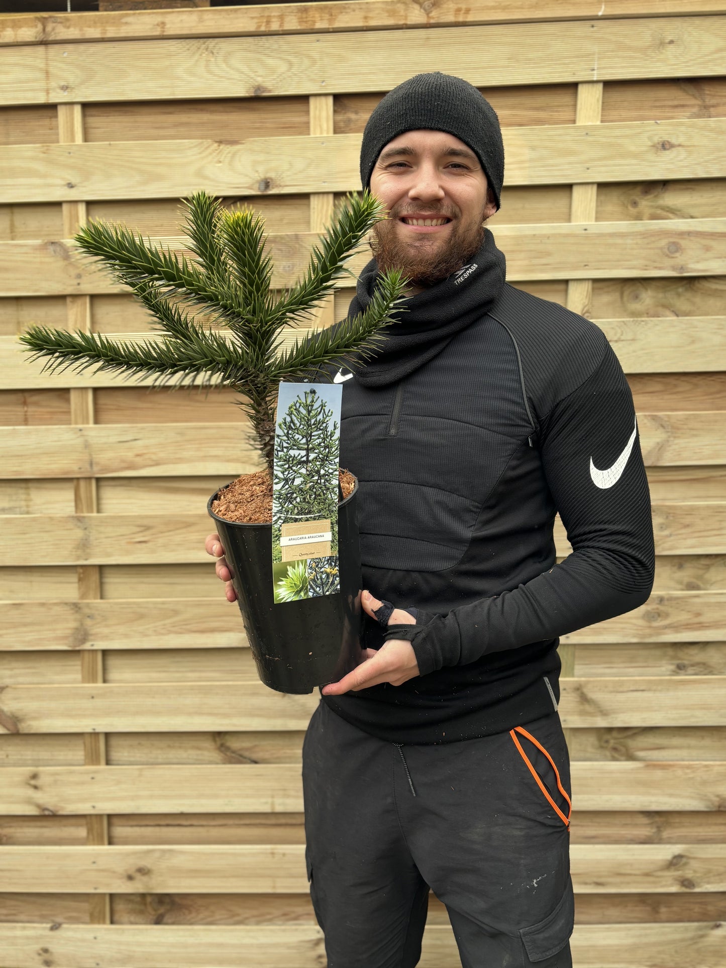 Araucaria Araucana | Monkey Puzzle Tree