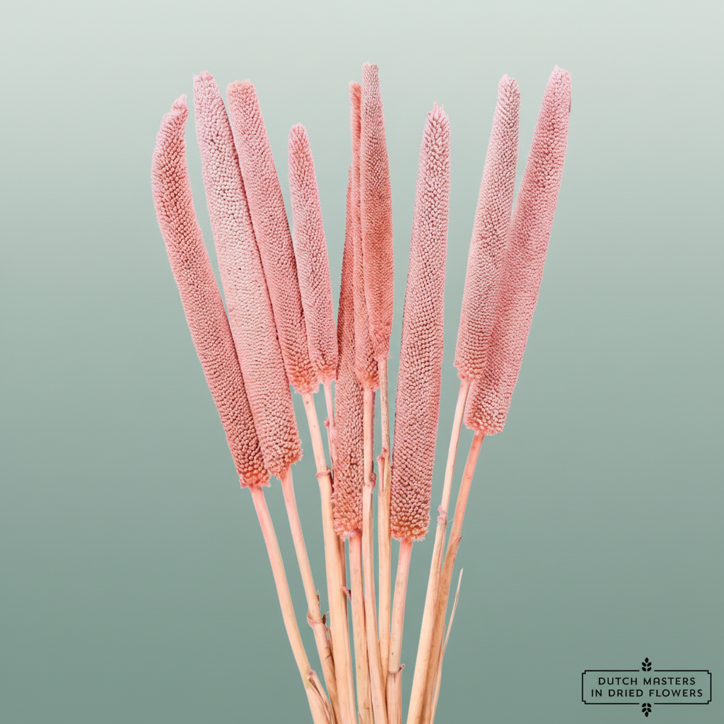 Dried Babala Pink
