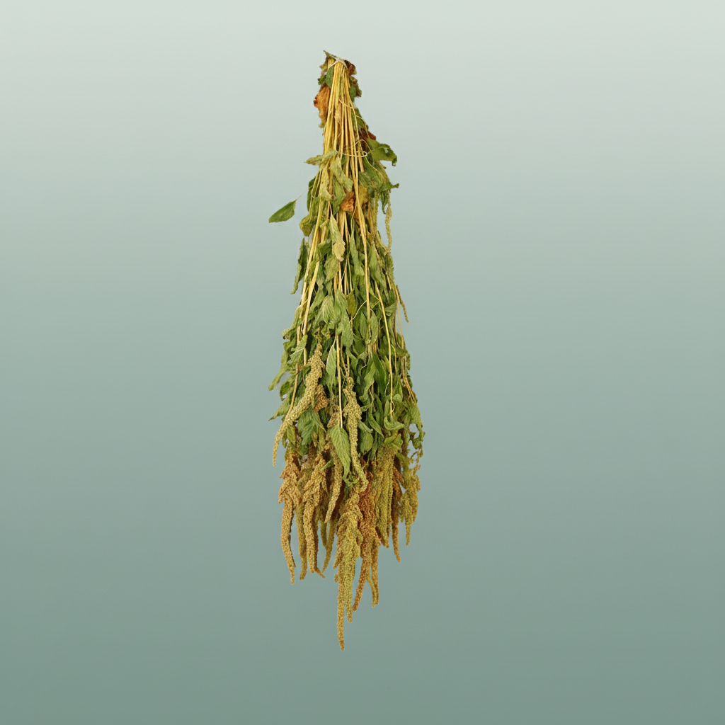 Dried Amaranthus Caud. Green