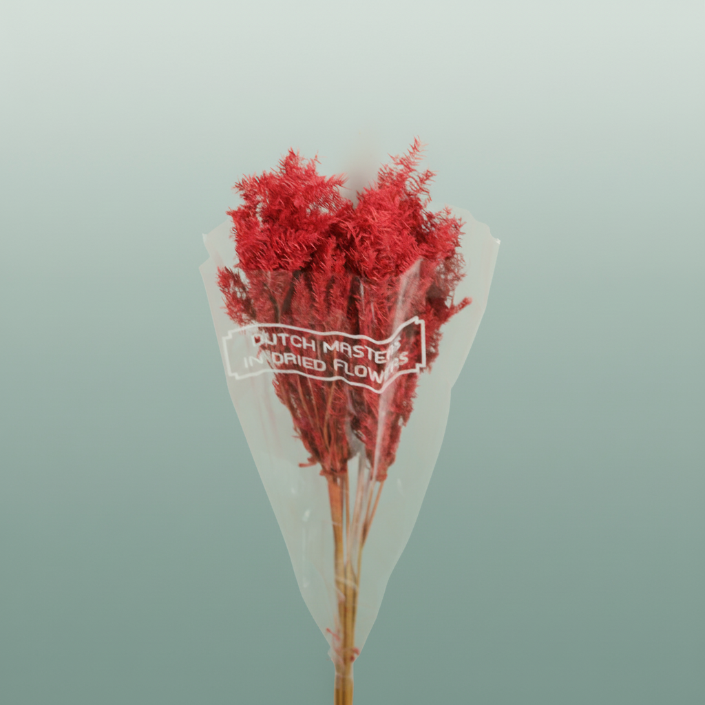 Dried Umbr. Plant Red