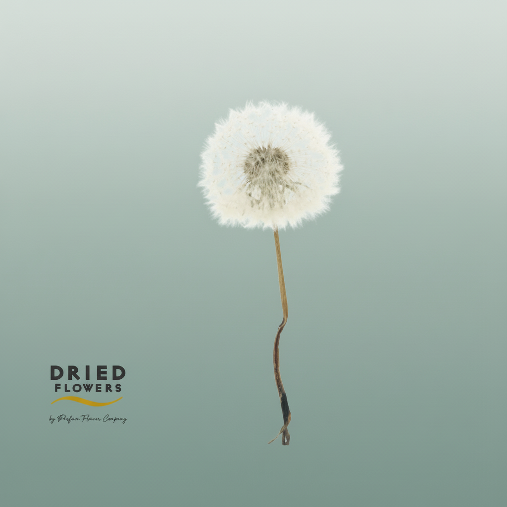 Dried Bleached Dandelion Regular Cloveurple