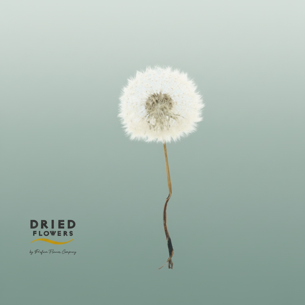 Dried Bleached Dandelion Regularink Orange