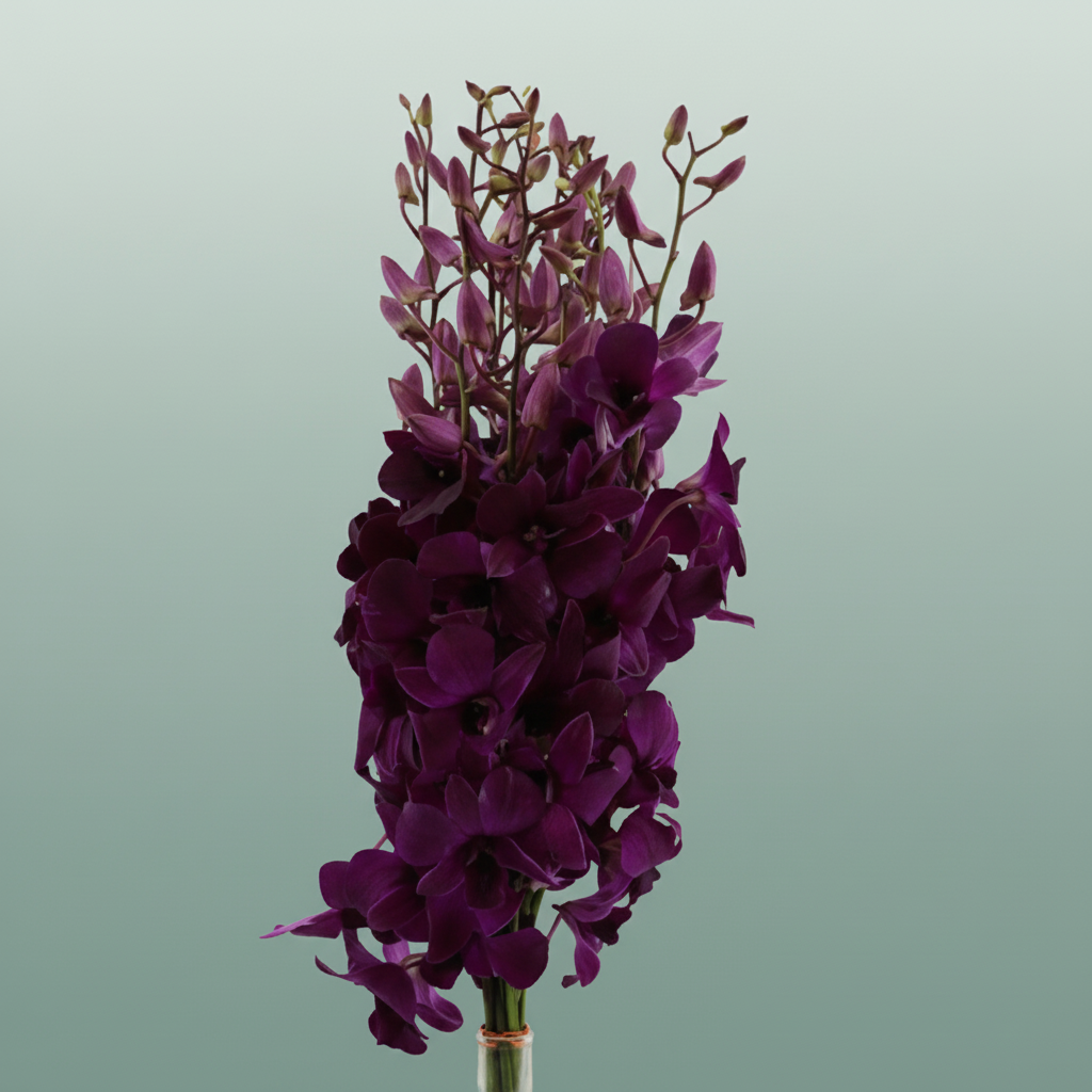 Orchid Dendro Tsk
