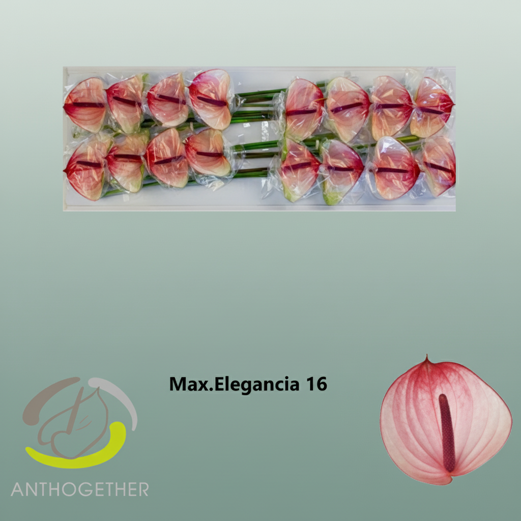 Anthurium Max Elegan