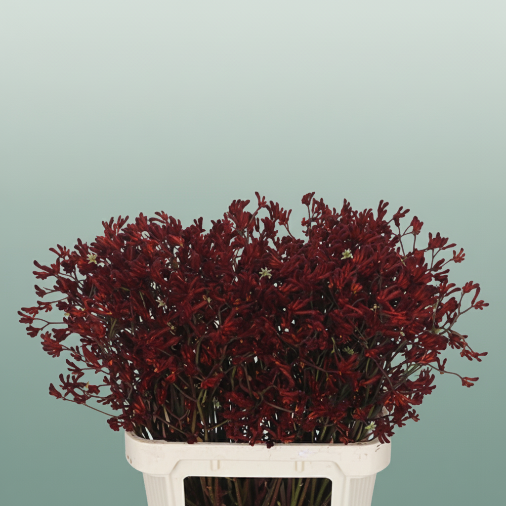Anigoz Bush Ruby