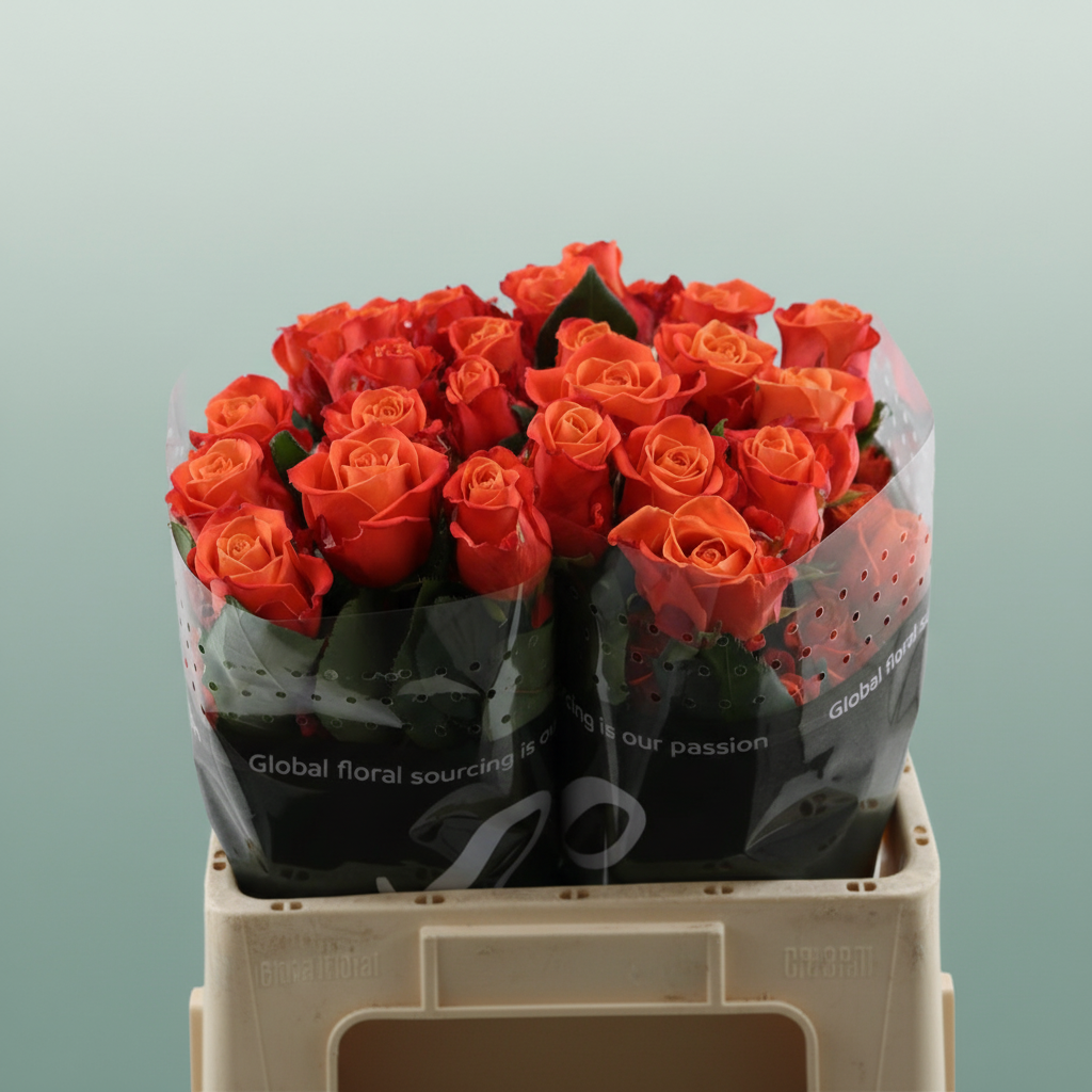 Rose Orange Crush