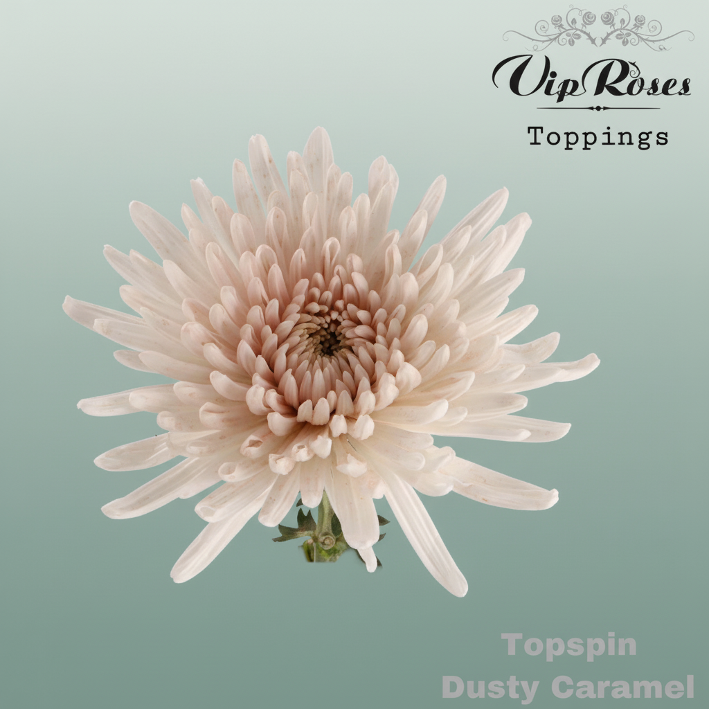 Chrysanthemum G Dyed Topspin Dusty Caramel
