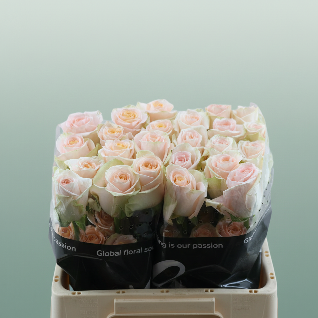 Rose Tiffany