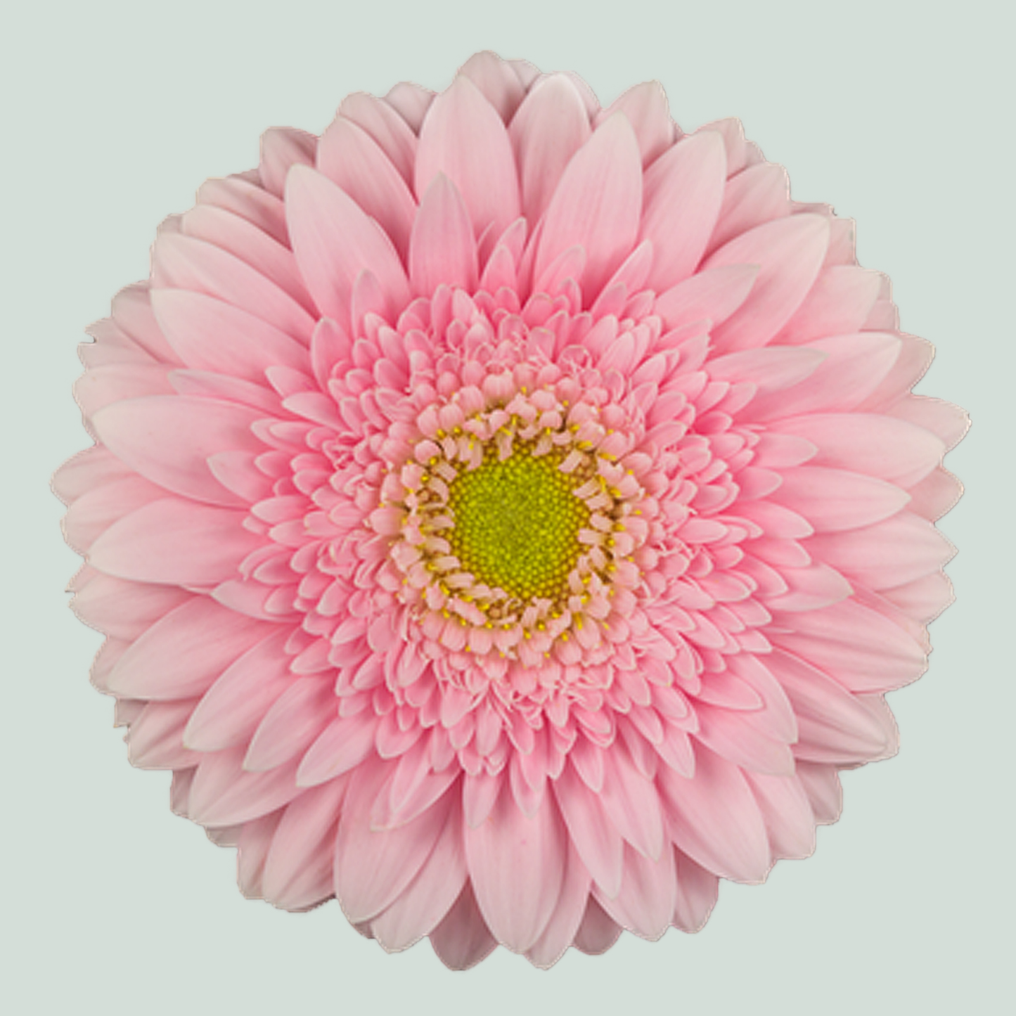 Gerbera Fem (15 Stems)