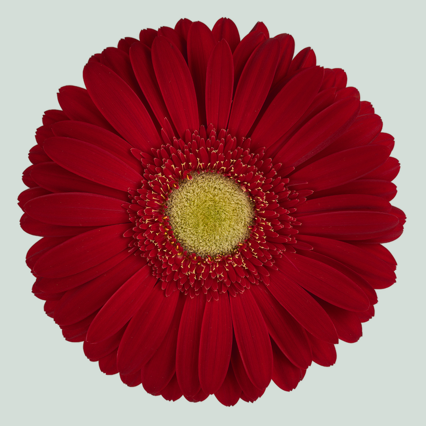 Gerbera Irene (15 Stems)