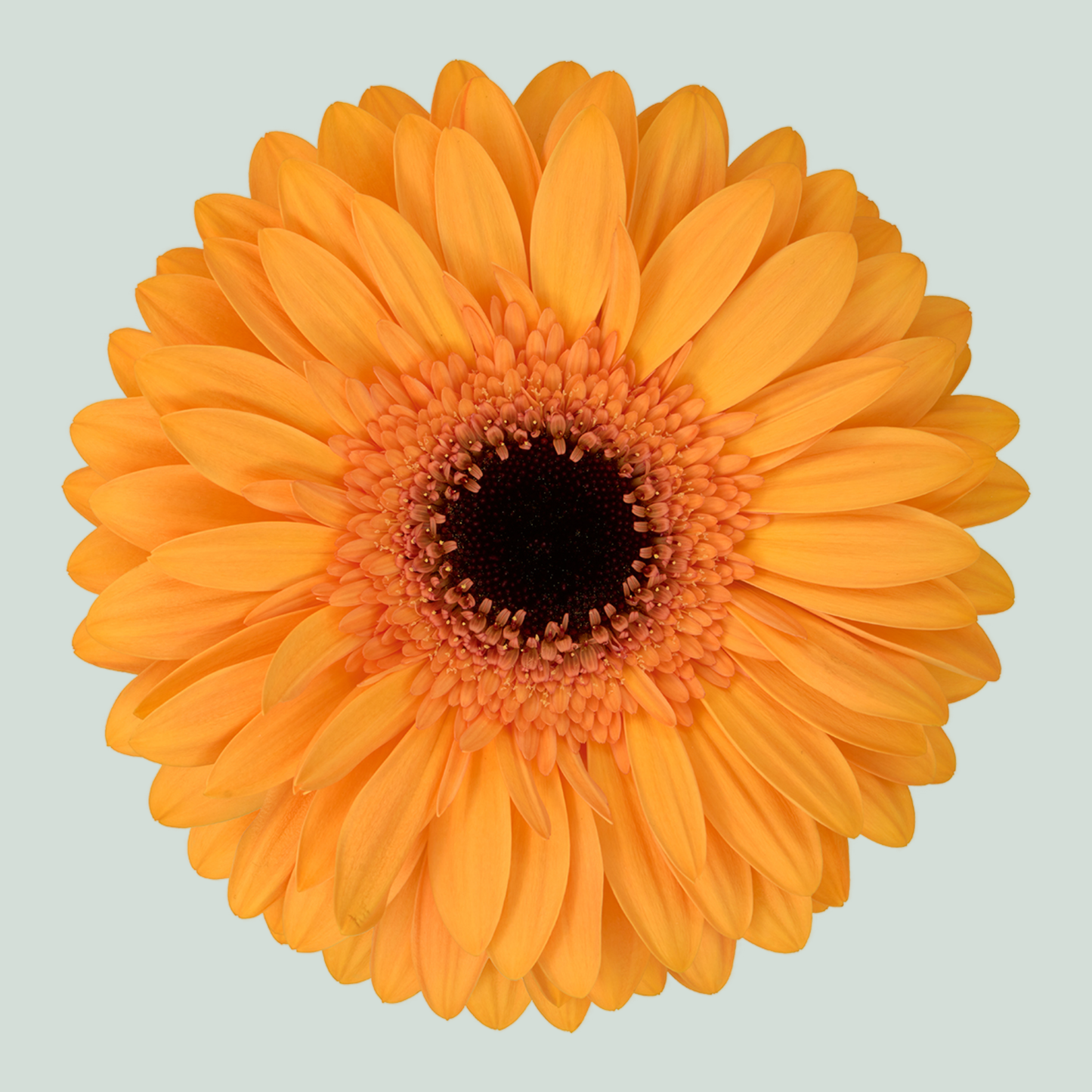 Gerbera Oro (15 Stems)