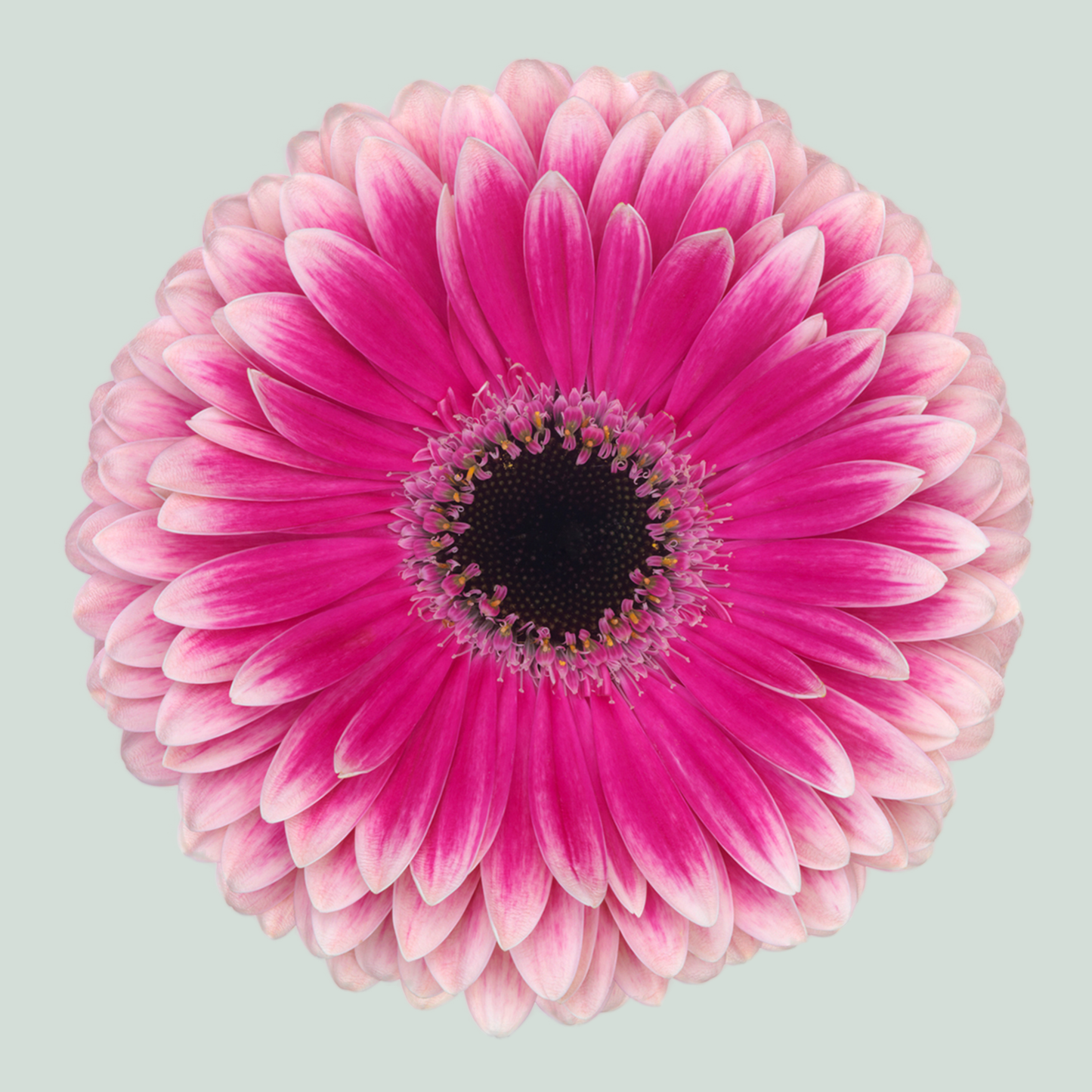 Gerbera Prelude (15 Stems)