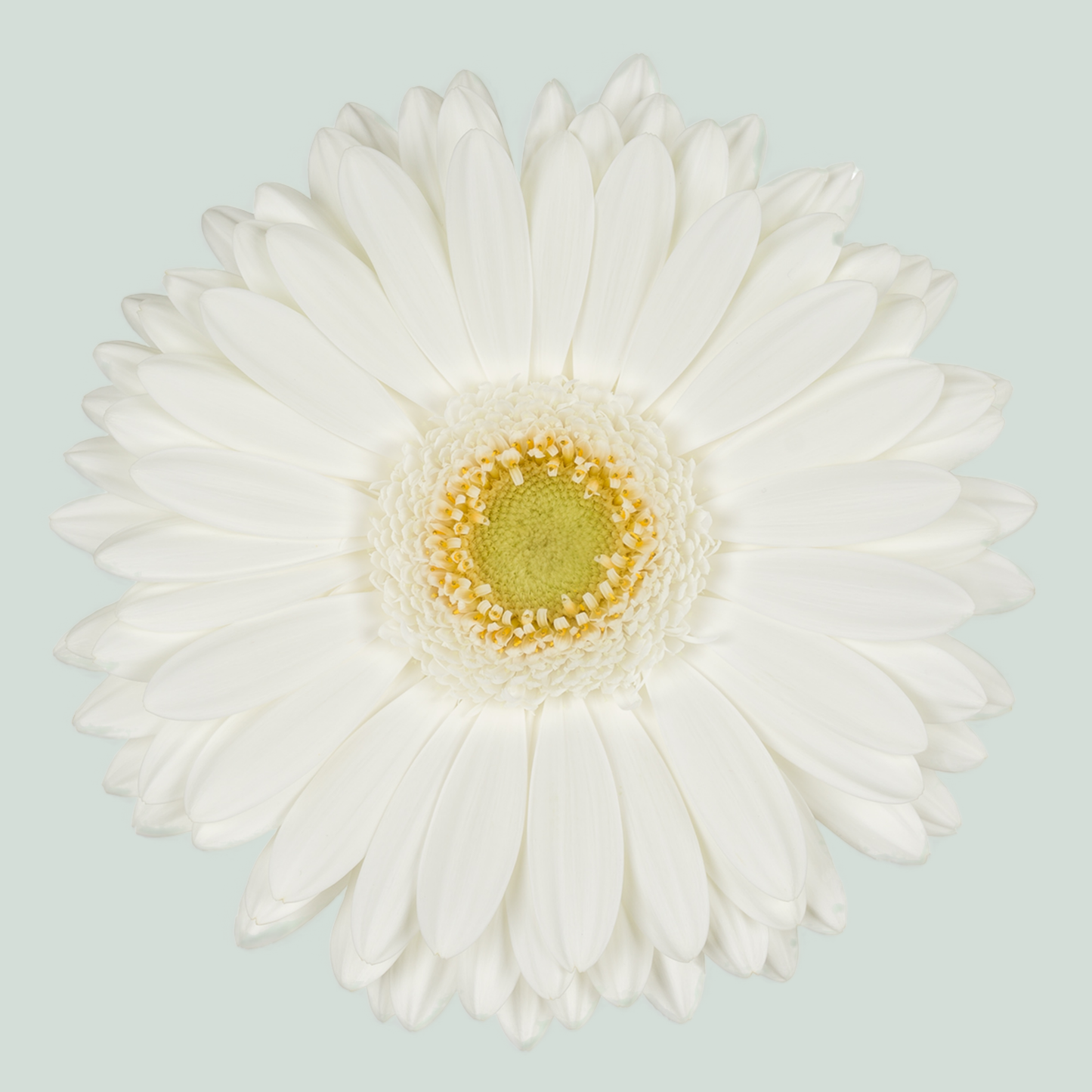 Gerbera Romance (15 Stems)