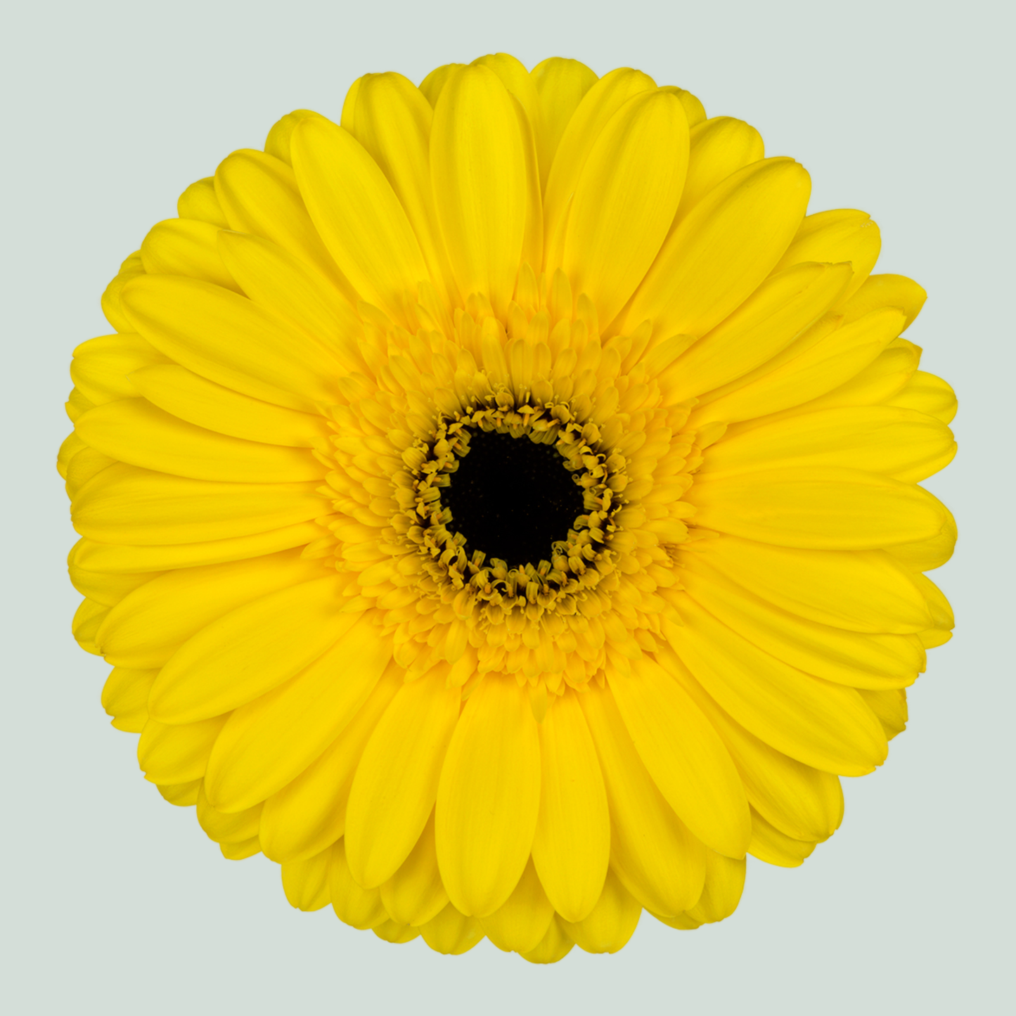 Gerbera Westeros (15 Stems)