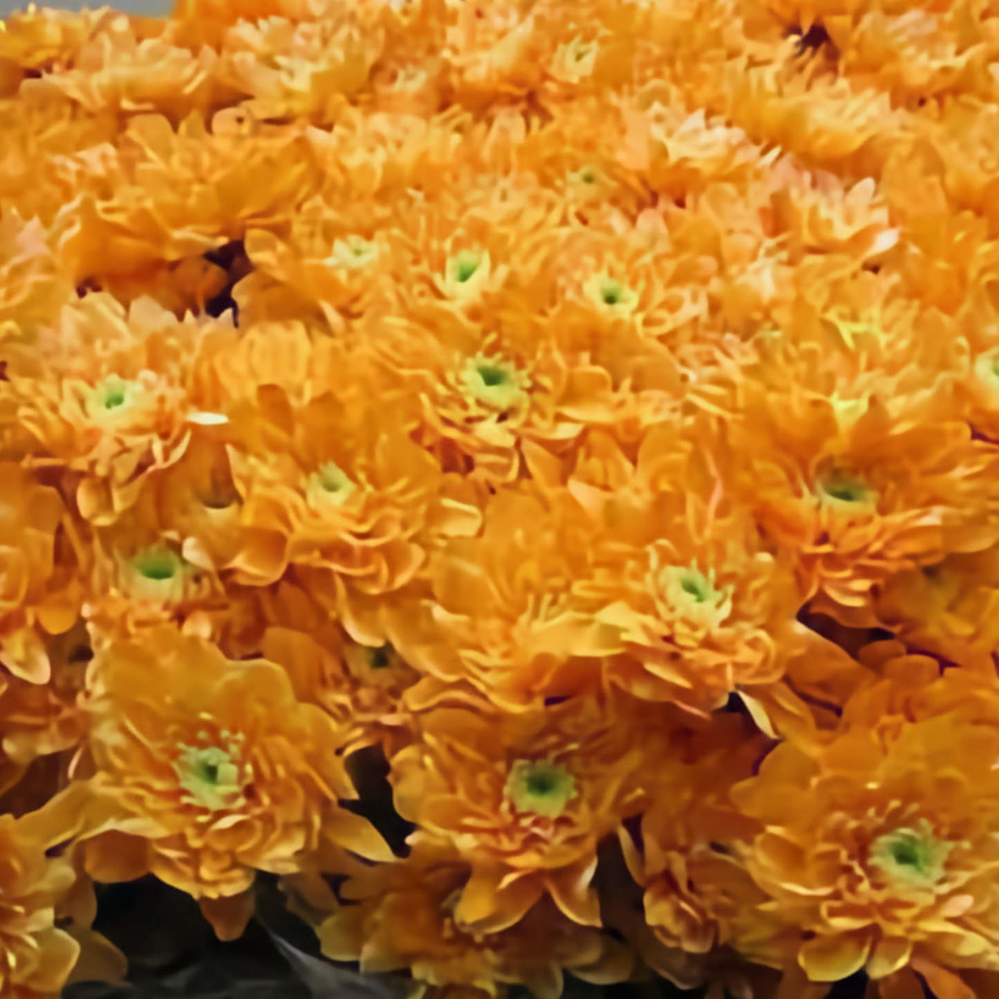 Chrysanthemum Spray Euro Dyed Orange