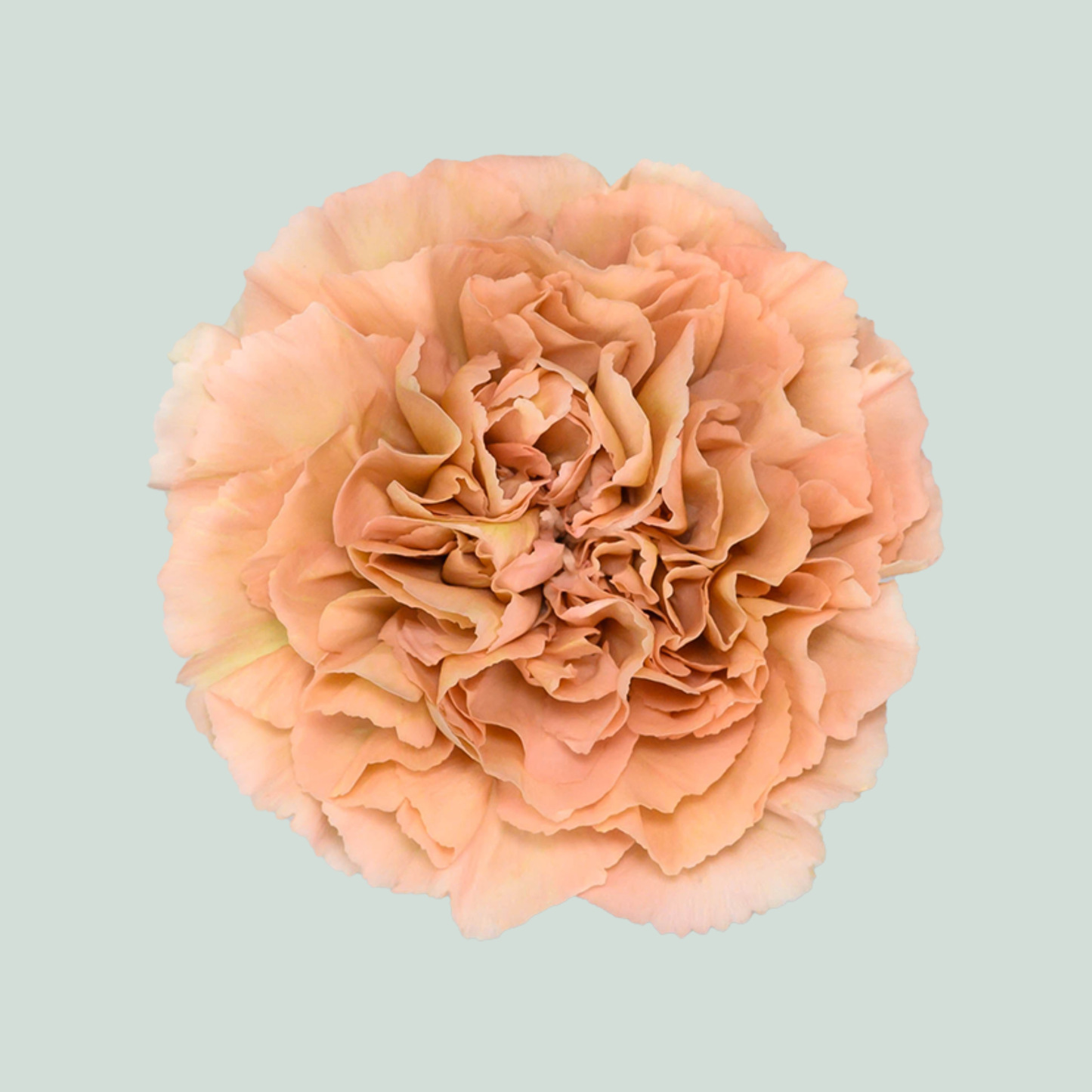 Carnation Standard Honey (20 Stems)