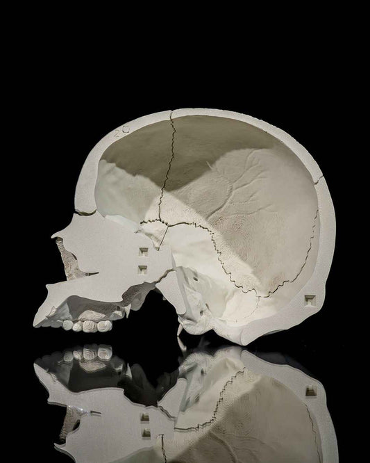 Human Adult Skull educational model