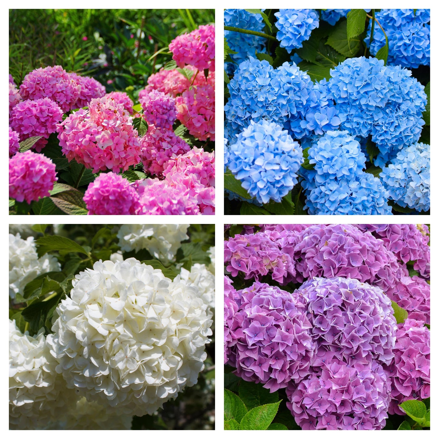 Hydrangea | Surprise Colour