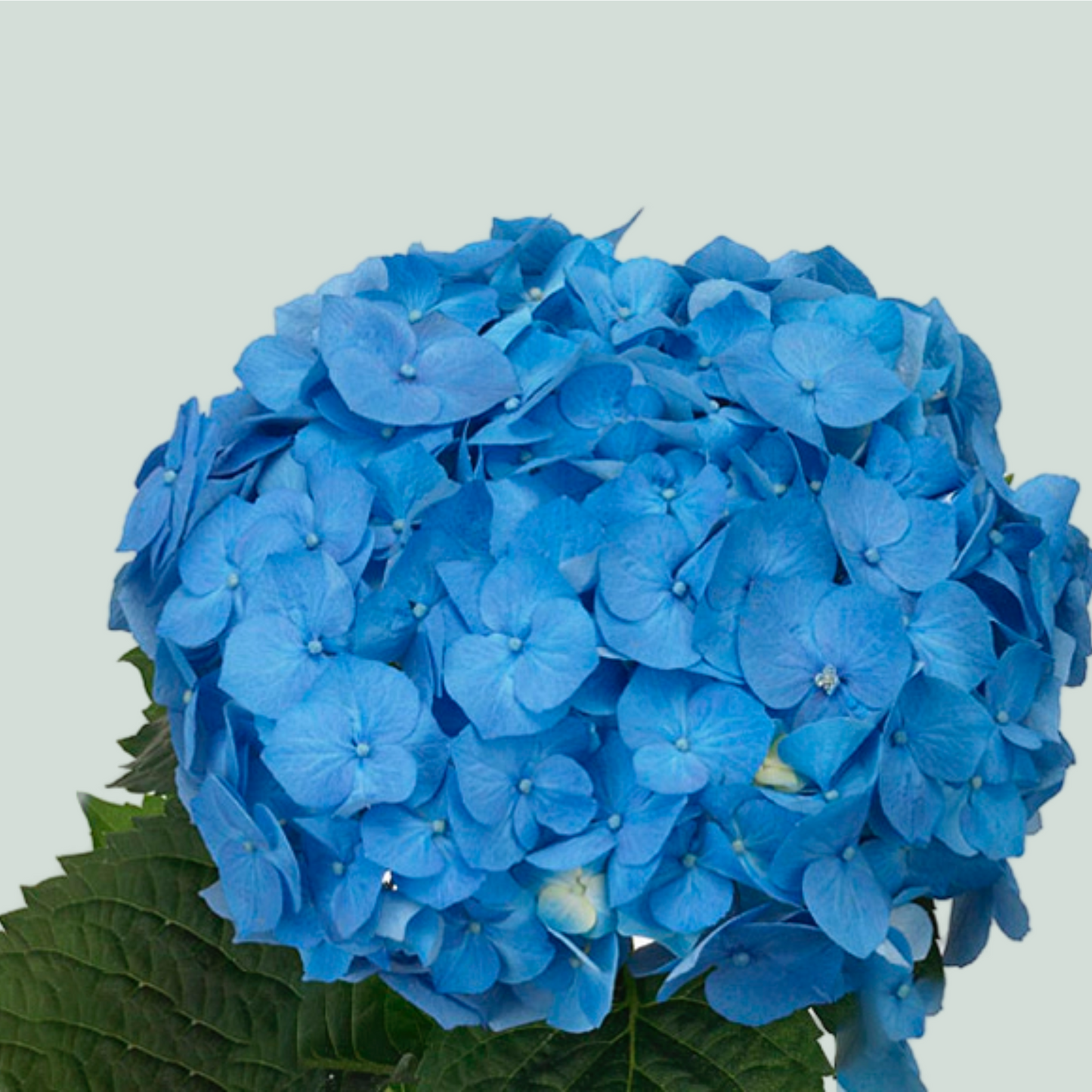 Hydrangea Bela (10 Stems)