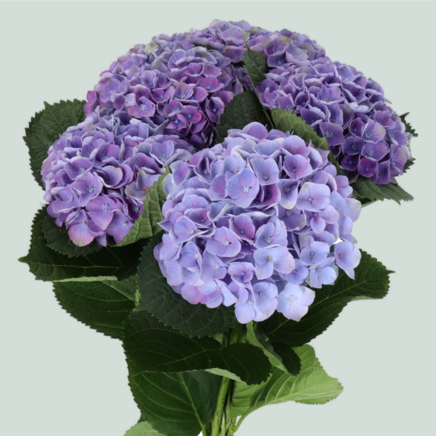 Hydrangea Magical Opal Lavender (10 Stems)