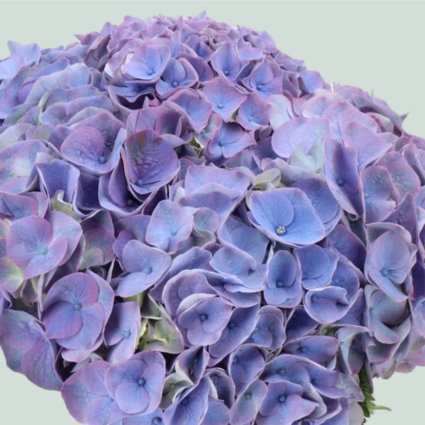 Hydrangea My Beautiful Riviera (10 Stems)