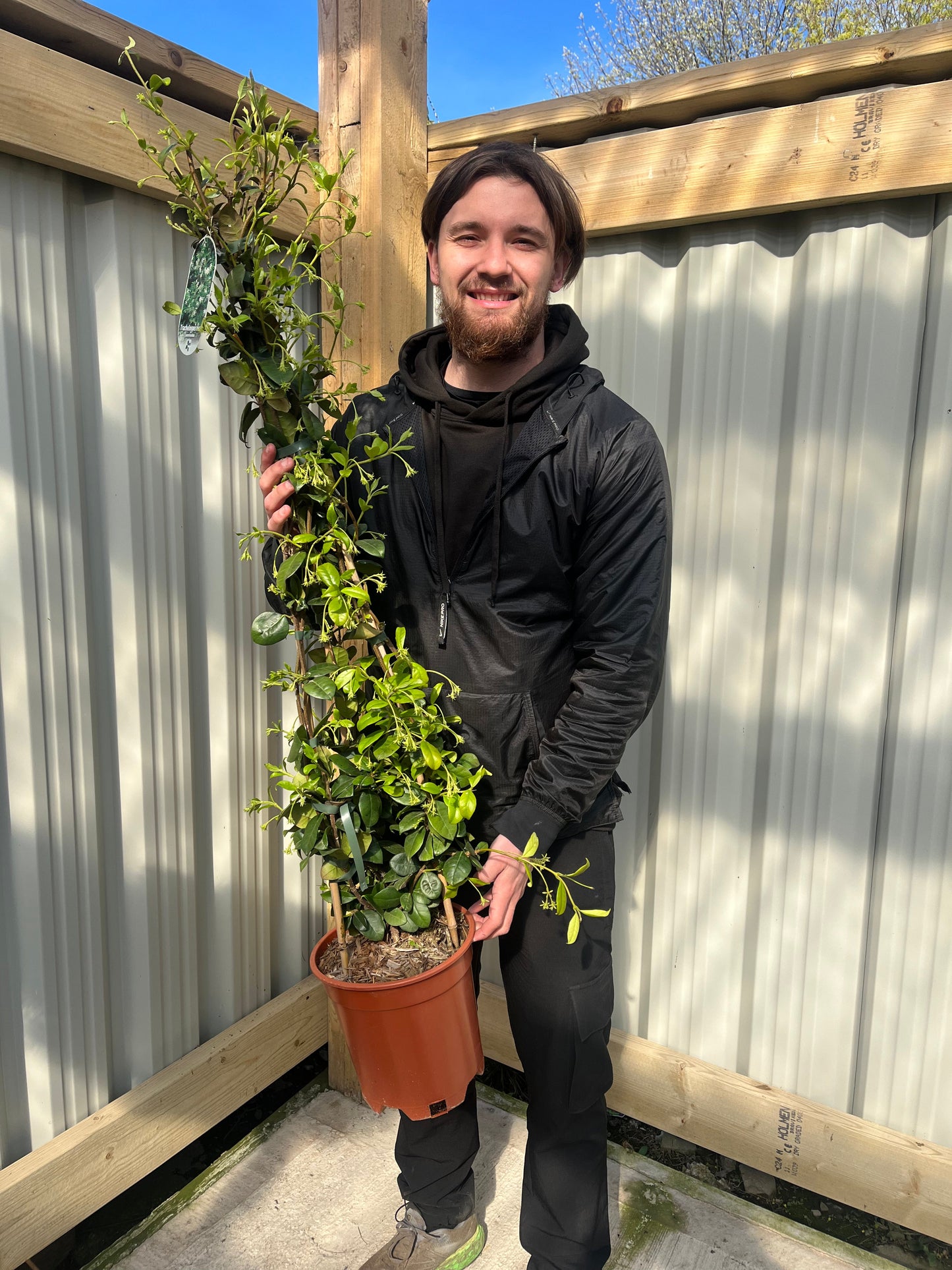 Trachelospermum jasminoides | Evergreen Star Jasmine Cone