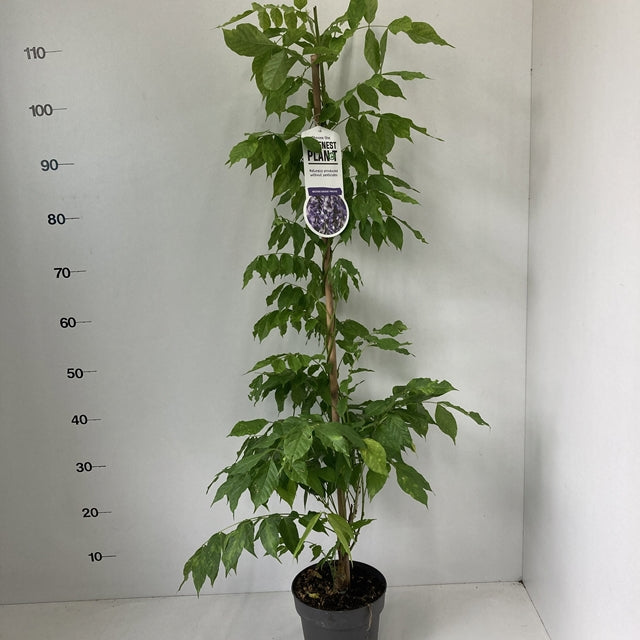 Wisteria sinensis €˜Prolific€™ 2L 100-120cm