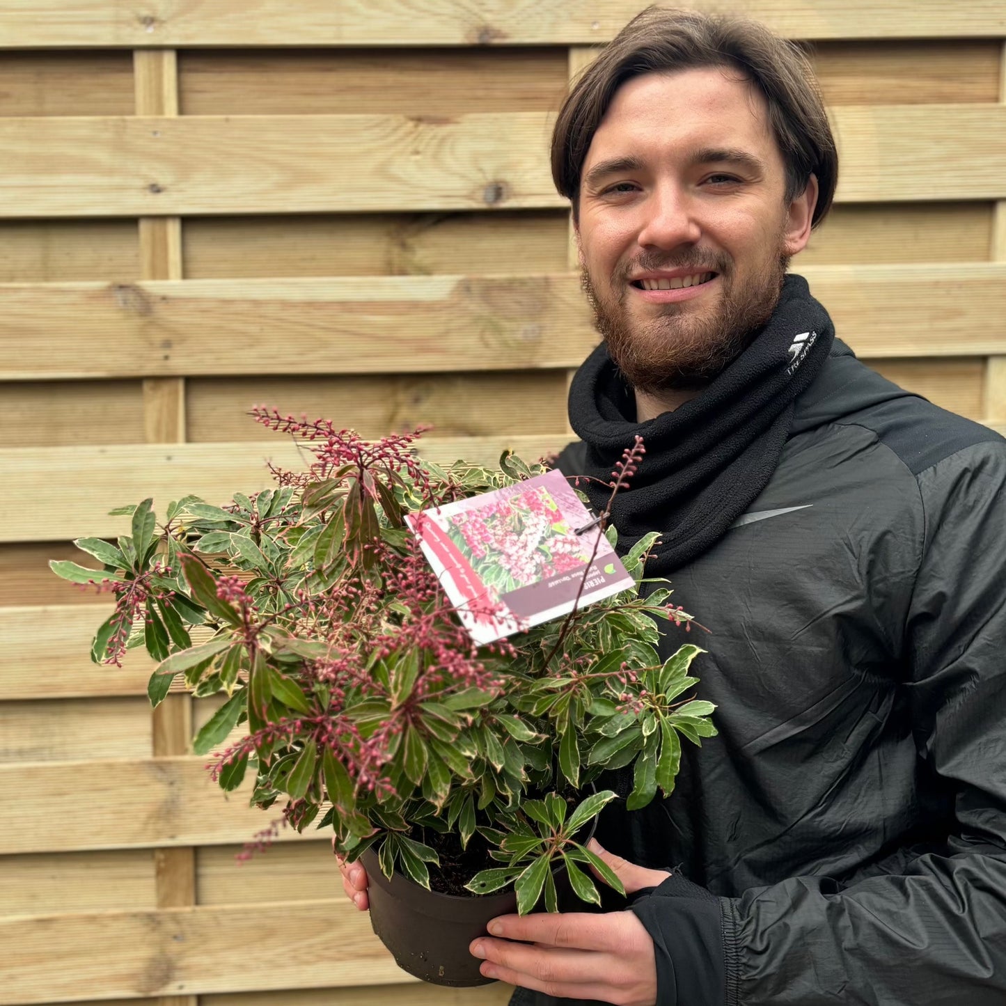 Pieris japonica Ralto Rose 2L