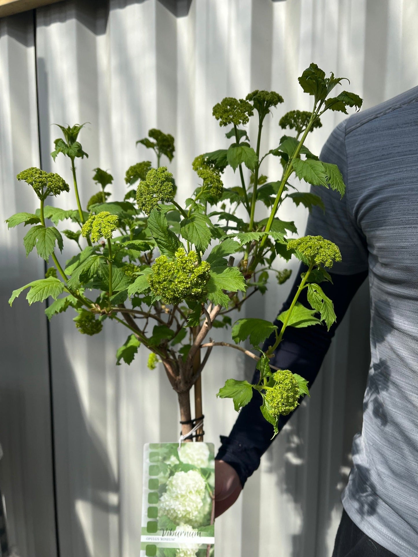 Snowball tree | Standard Viburnum opulus 'Roseum' | 1.8-2m
