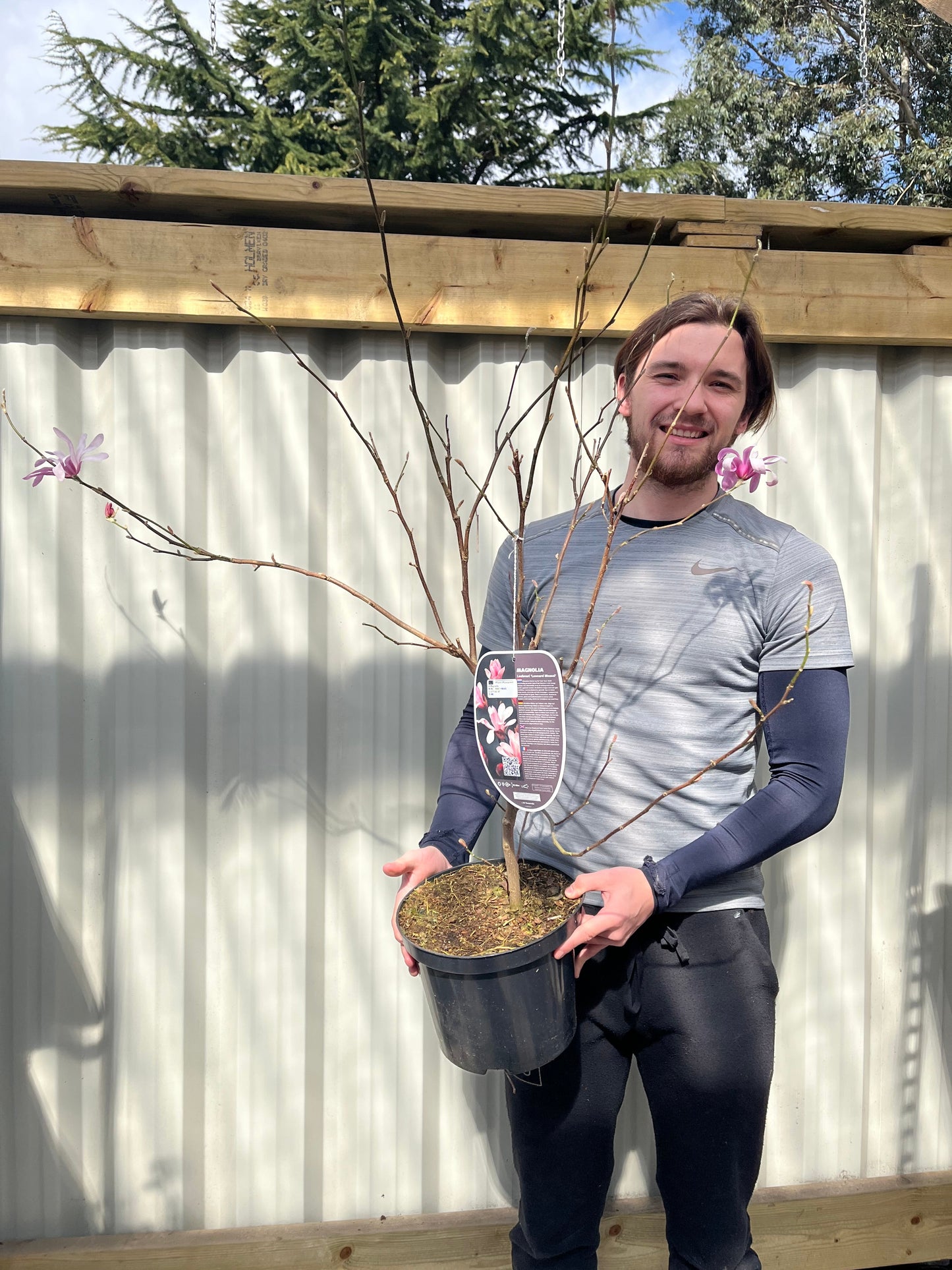 Magnolia x loebneri 'Leonard Messel'