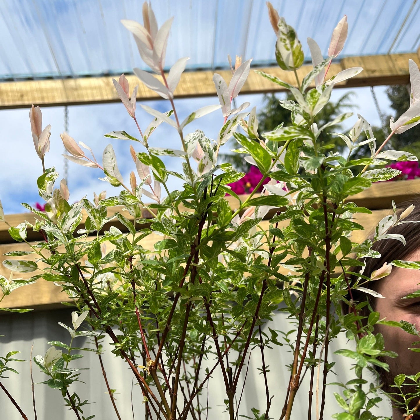 Salix intergra 'Hakuro - Nishiki' Flamingo Dwarf Willow Tree