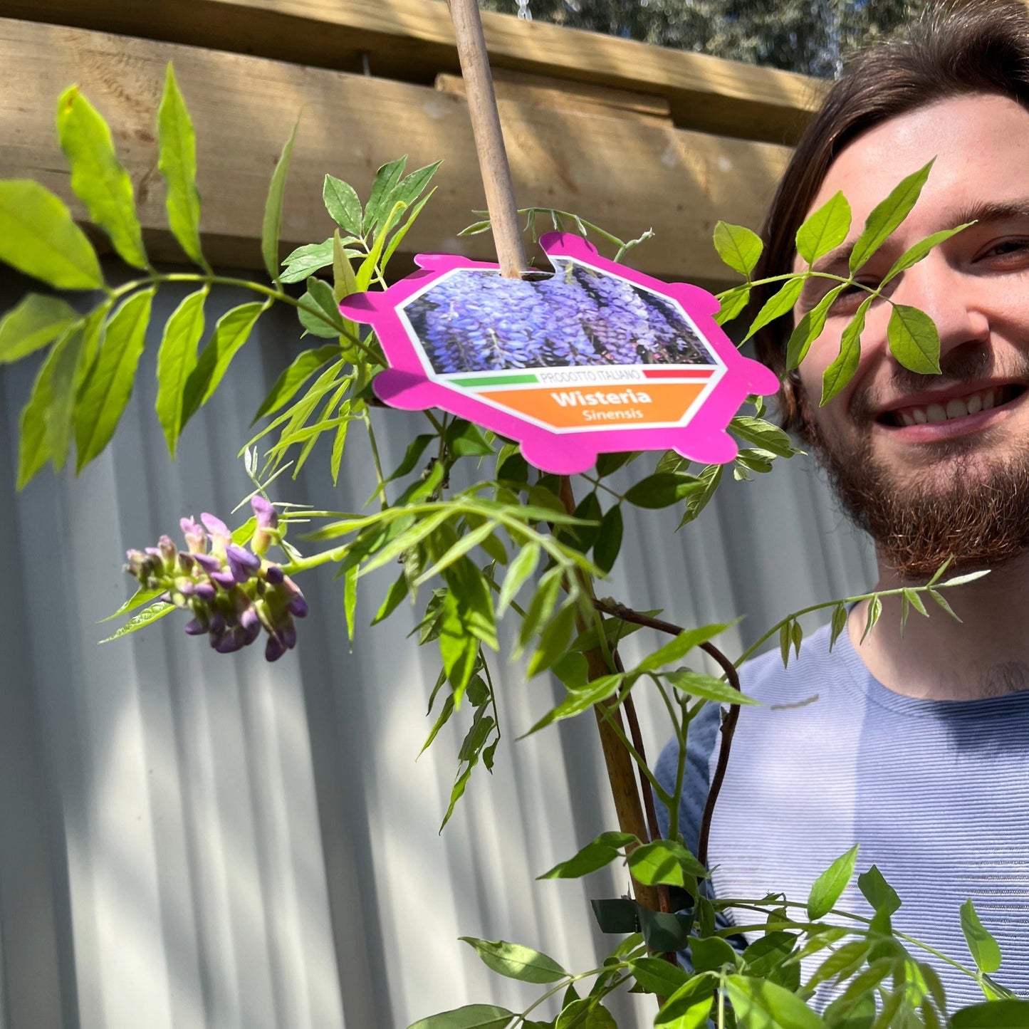 Wisteria sinensis 'Amethyst Falls' 3L