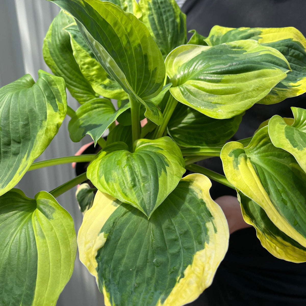 Hosta 'Twilight' 2L