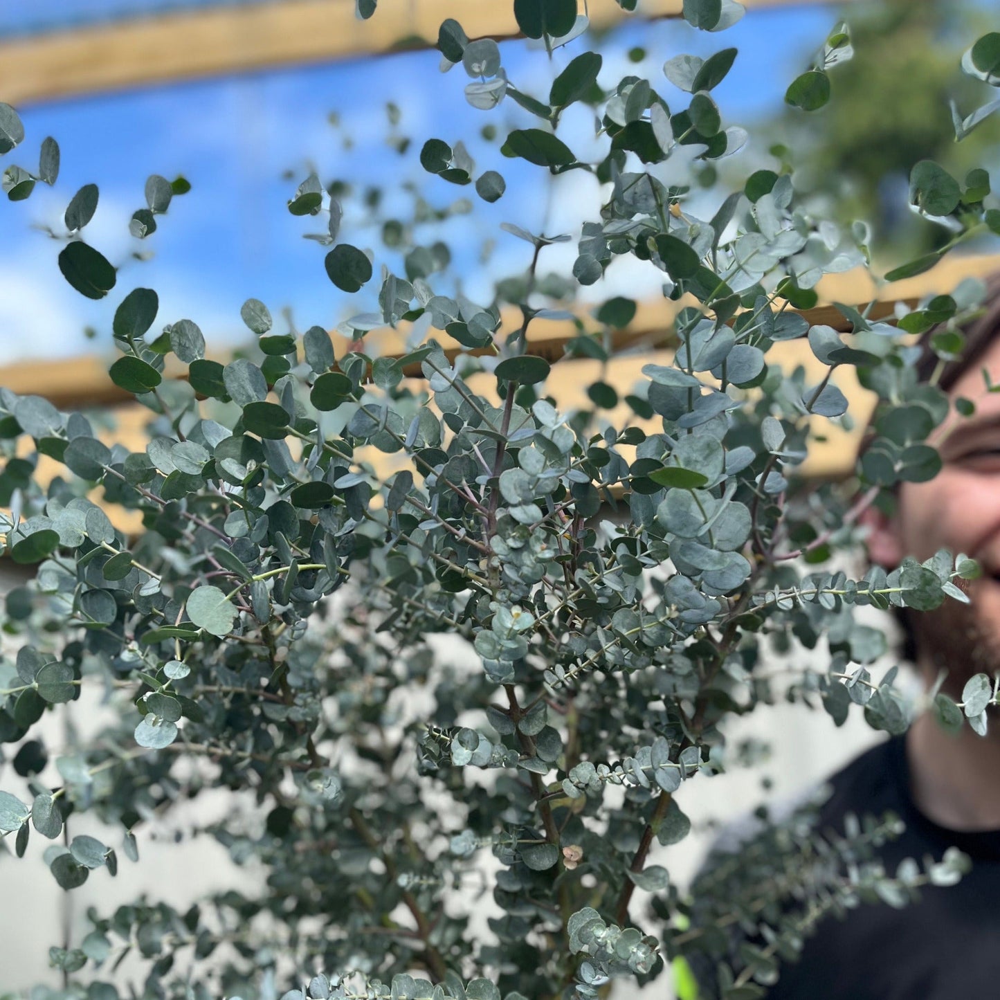 Eucalyptus Tree | Hardy Potted Patio Tree | Eucalyptus Gunnii Azura | 1m
