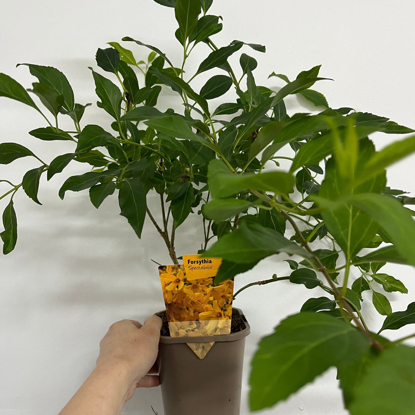 Forsythia x intermedia Spectabilis 1L