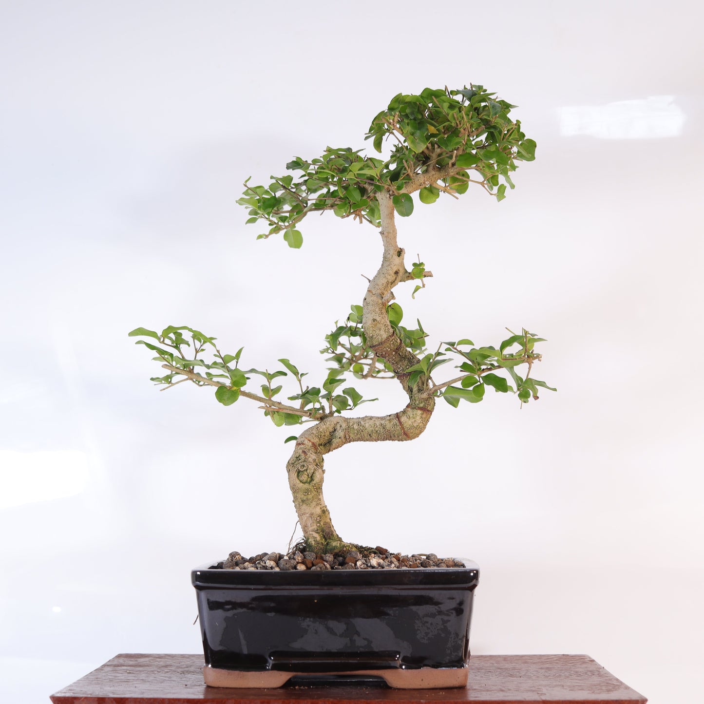 Chinese Privet (Ligustrum Sinense) Bonsai Tree | Shaped | In 20cm Pot | Superb Gift