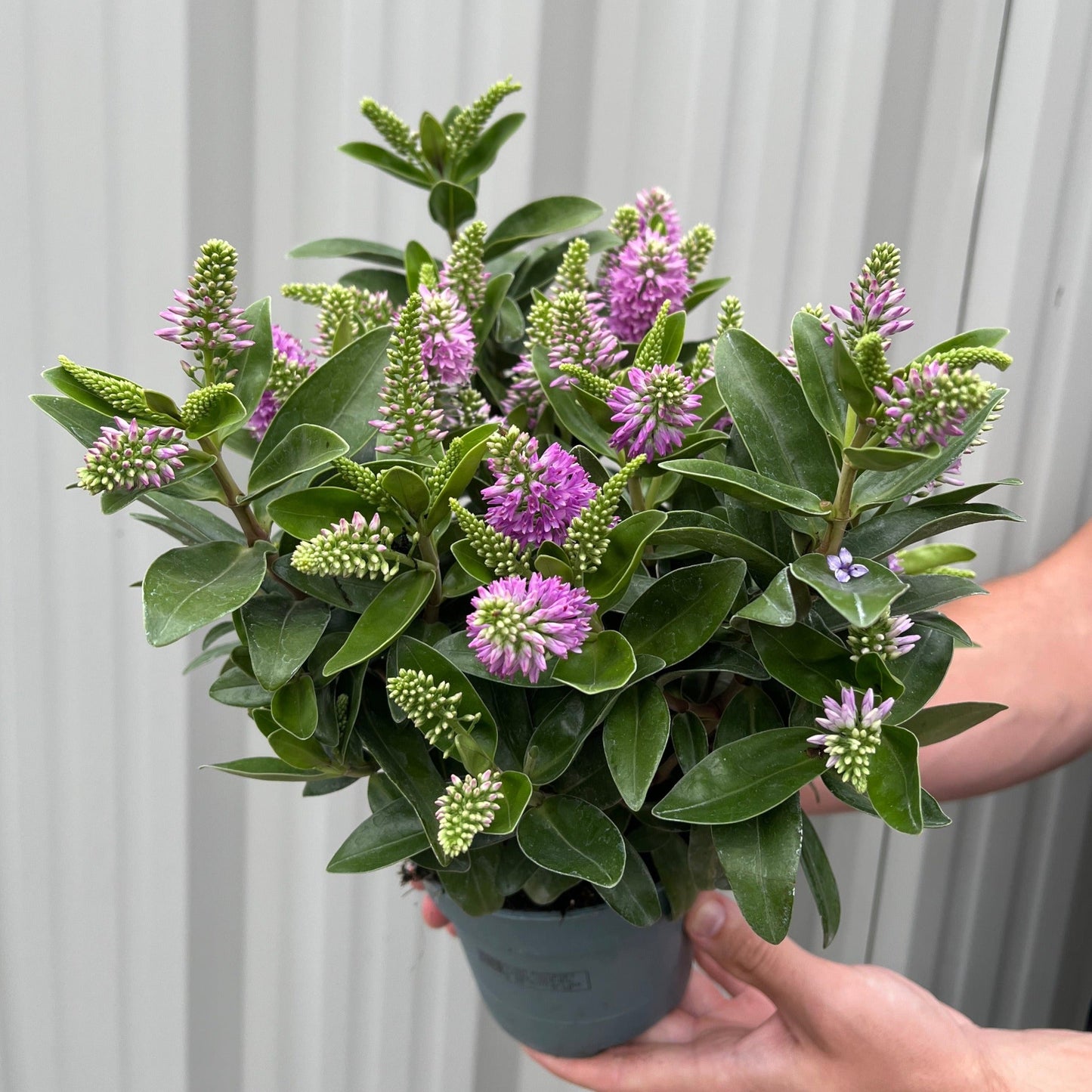 Hebe addenda 'Donna Emma' (Pink/Purple)