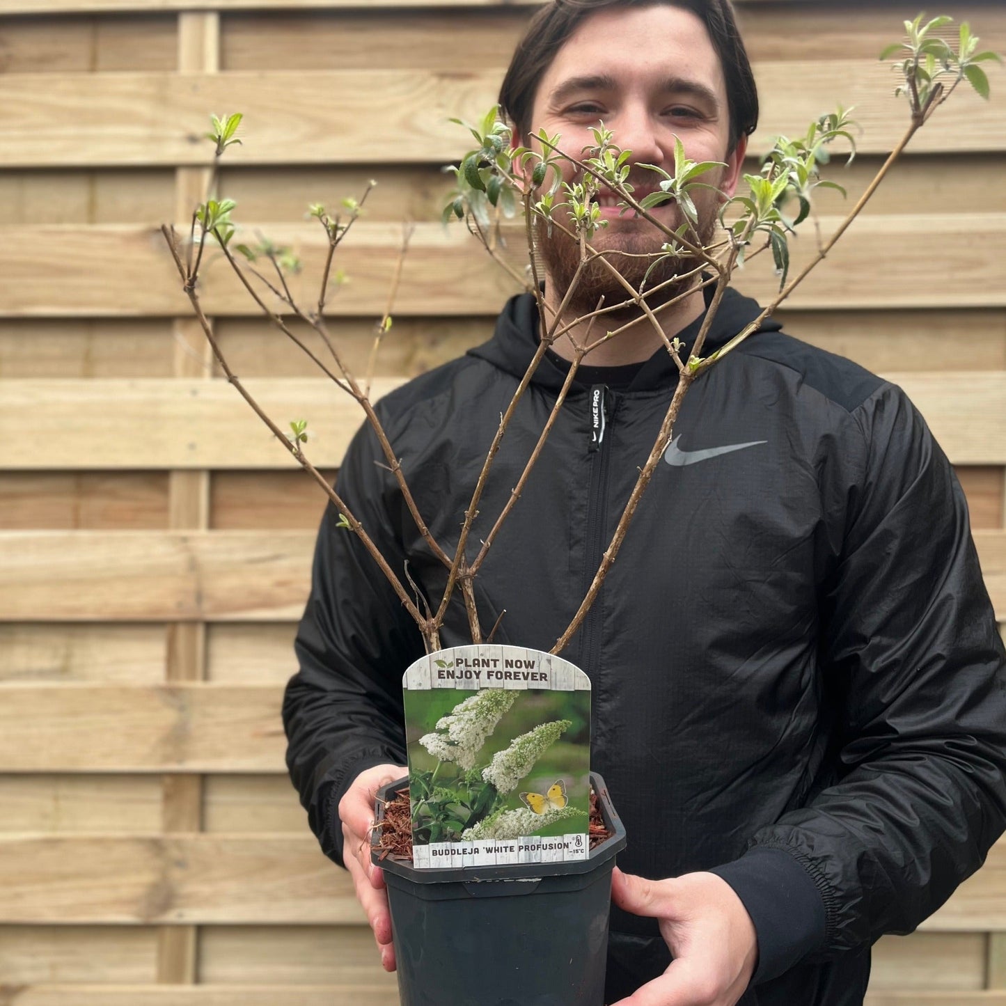 Buddleja davidii 'Manho White€™ 1L / 2L