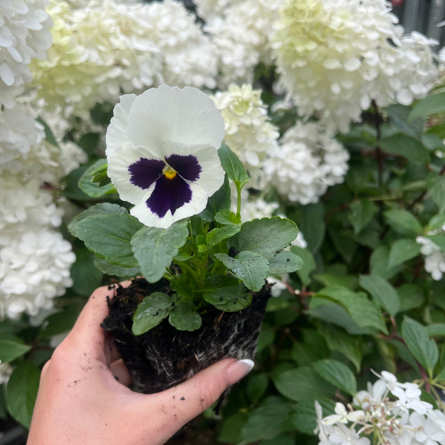 20 Pack Pansy Tray