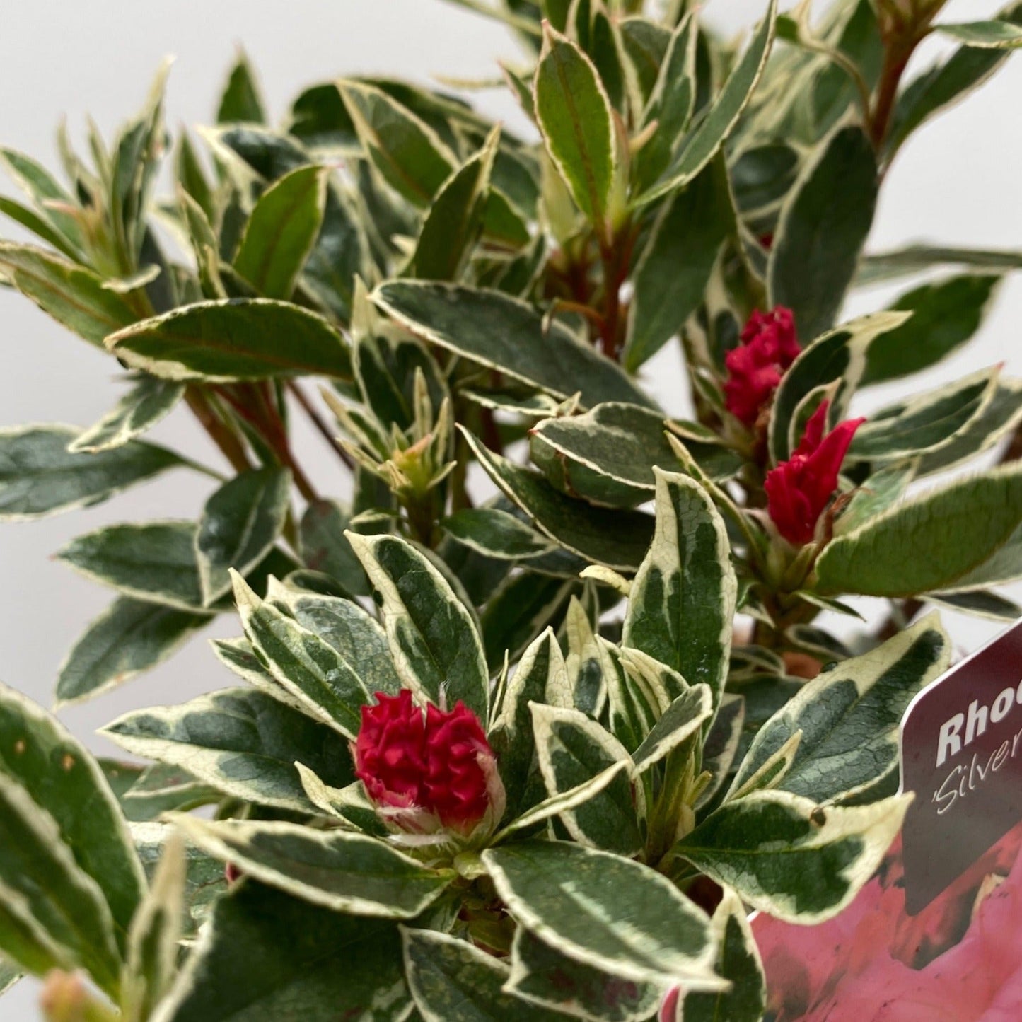 Rhododendron japonica 'Silver Sword' 1L