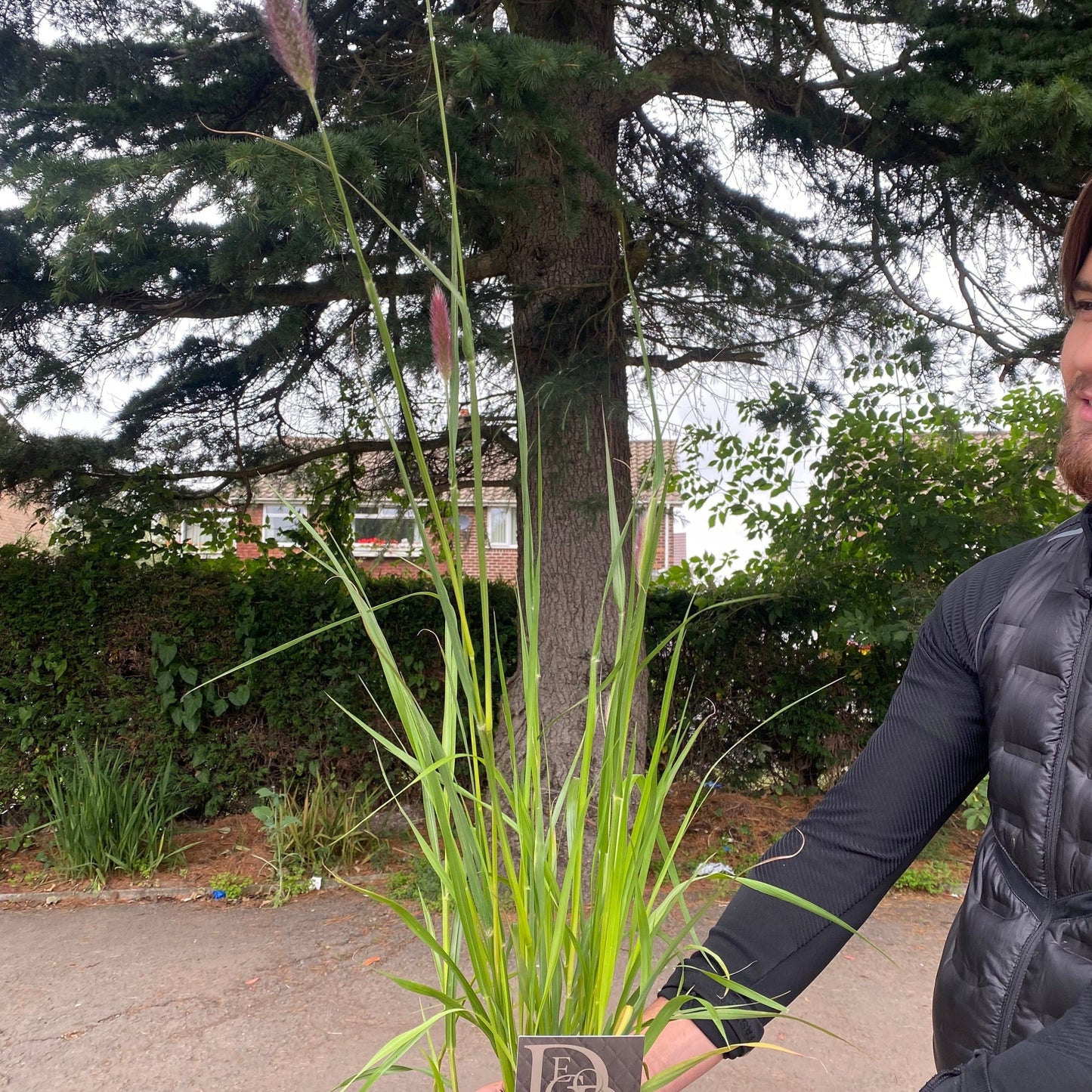 Pennisetum 'Red Bunny Tails' 2L