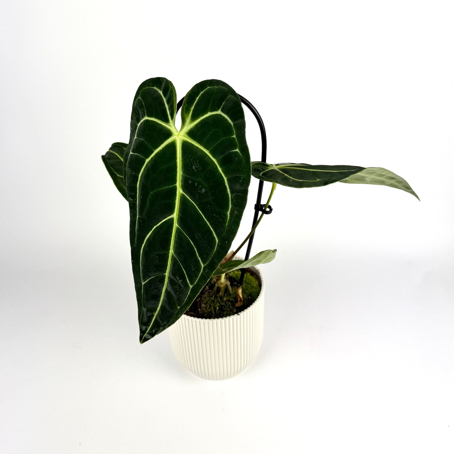 Anthurium Regale 12cm Houseplant