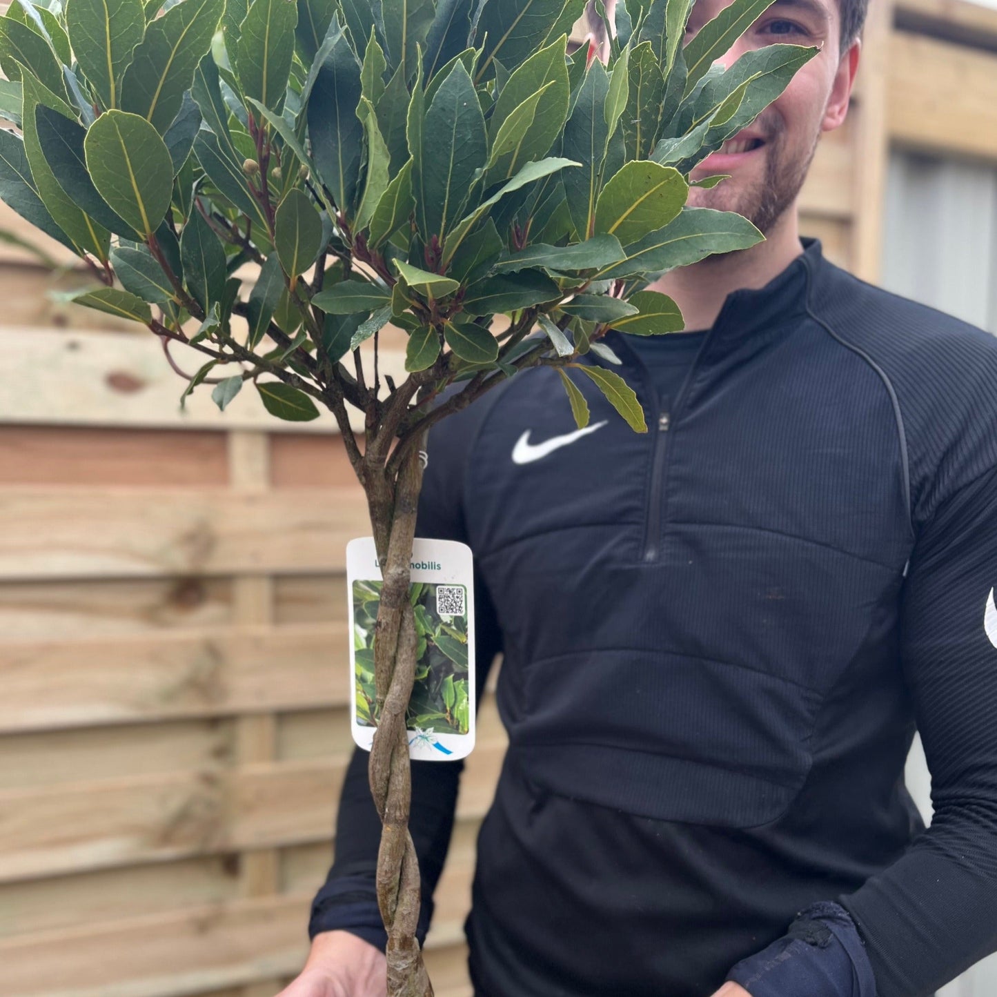Braided Stem Standard Bay Tree | Laurus nobilis |5L - 75-85cm