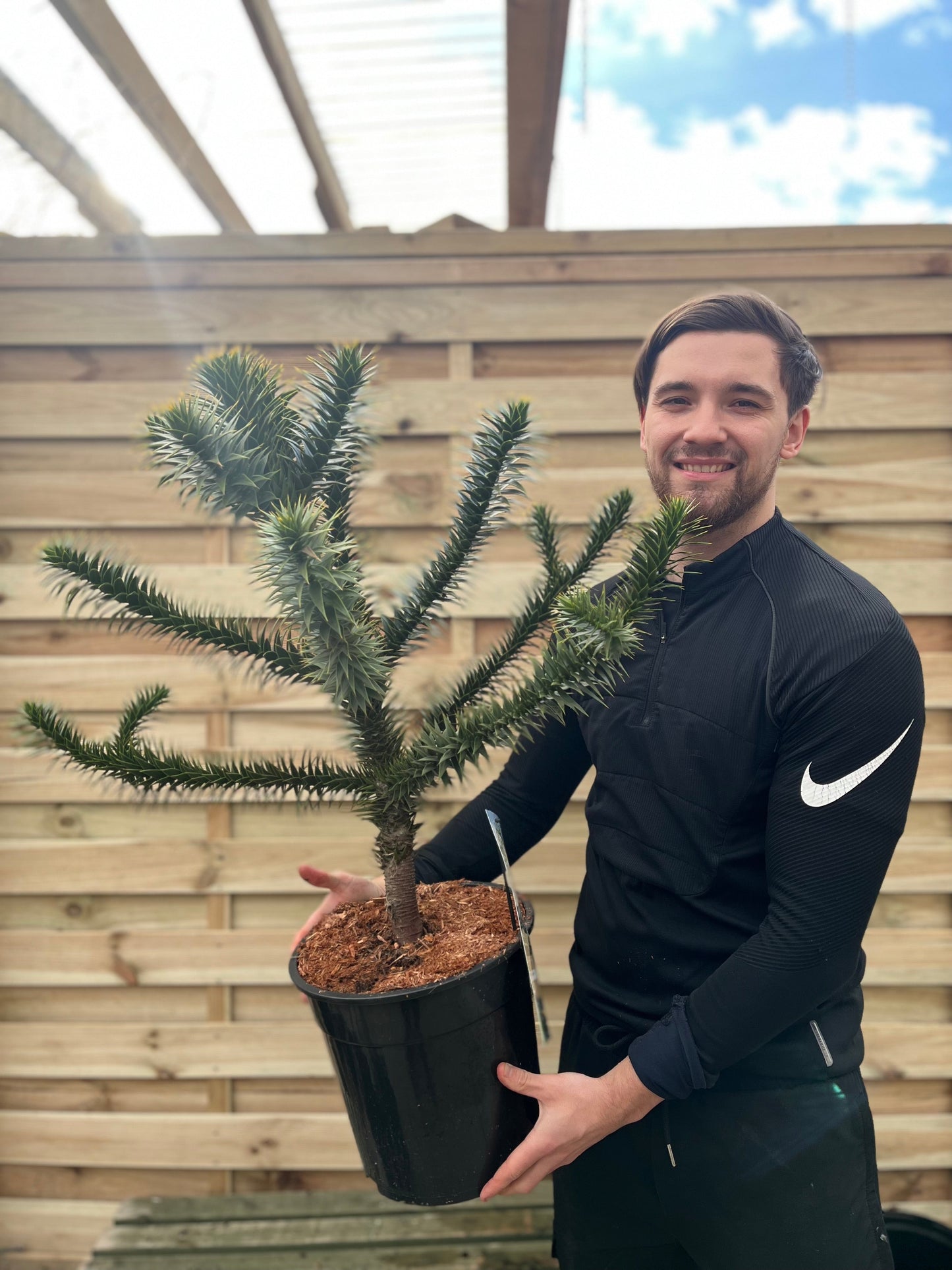 Araucaria Araucana Monkey Puzzle Tree | Large Tree | 10L Pot | Height including pot 90cm
